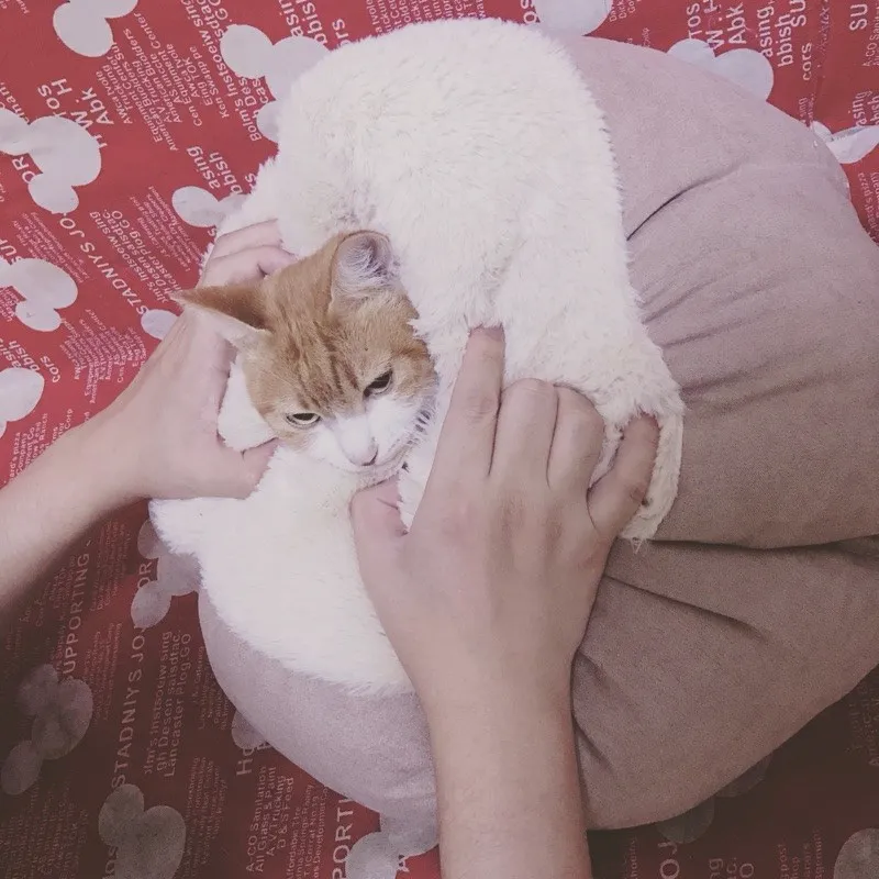 oft-Cat-Bed-Kitten-Nest-house-six-angle-pumpkin-Hexagon-Shape-Hexagon-Shape-Dog-Bed-Plush-Description-Washable-For-Small-Pet-Convenient-products-PD004 (5)