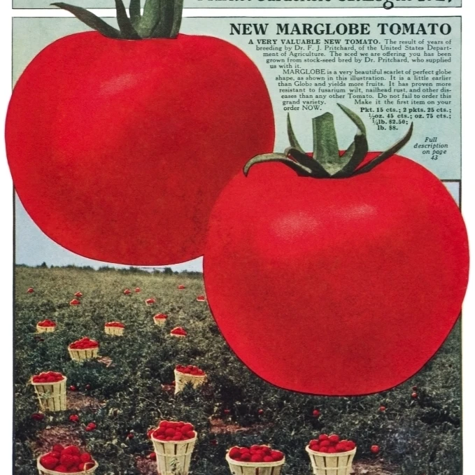 Historic Schell's seed catalog with illustration of Marglobe tomato from 20th century. Poster Print (24 x 36)