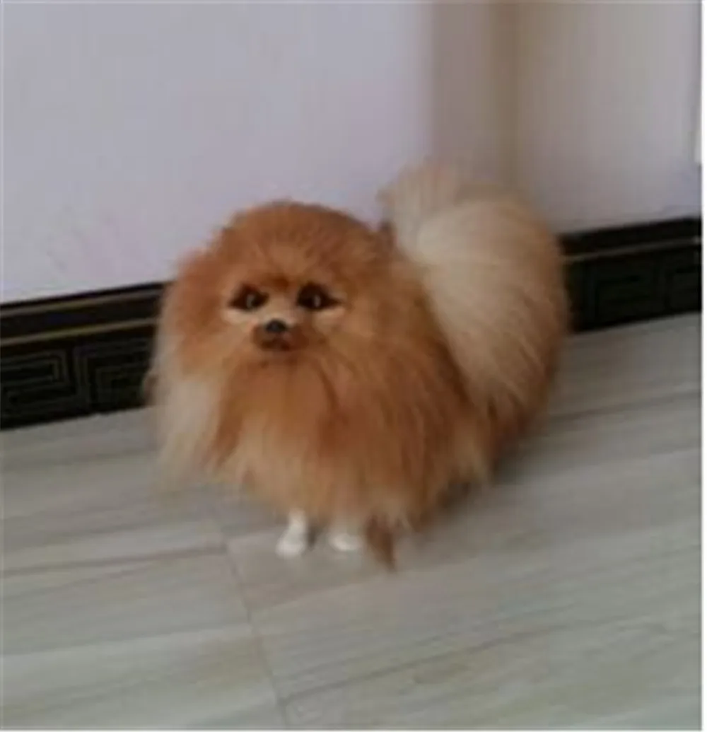 handmade simulation Pomeranian dog toy made of plastic and fur1