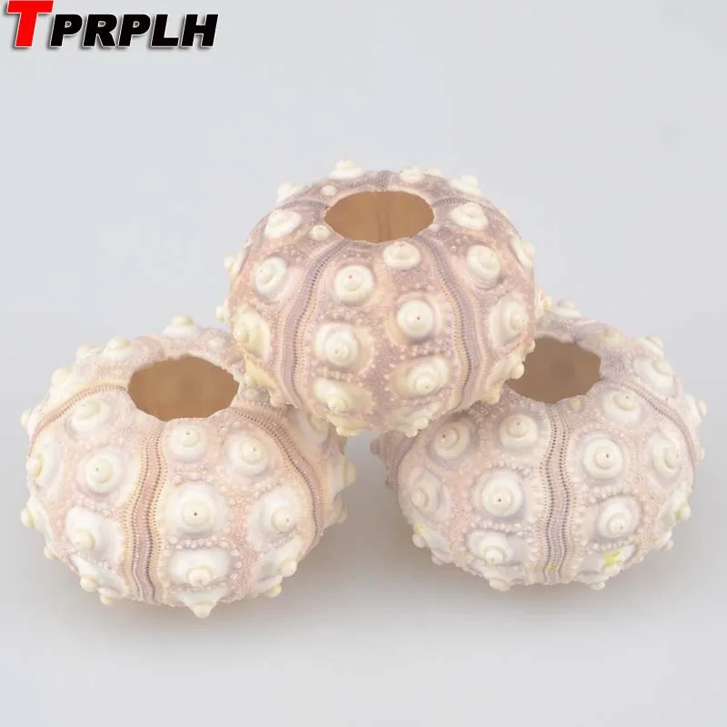 

5pcs/lot 5cm to 6cm shell of sea urchin snail diameter about 6cm natural fish tank decoration ornament for aquarium