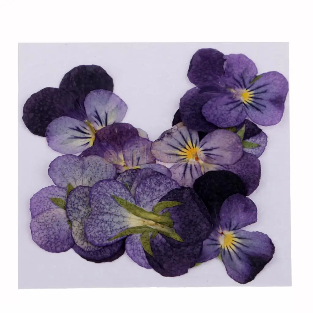 MagiDeal 12 Pieces Pressed Natural Dried Flowers Violet Flower for Art Craft Scrapbooking handmade bookmarks craft accessories,