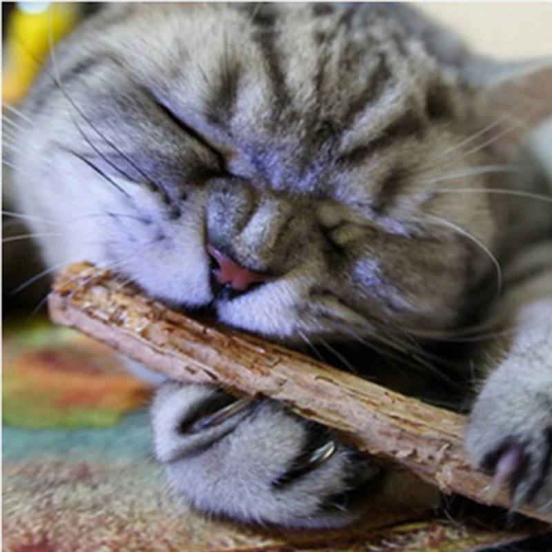 

Cat Cleaning Teeth Pure Natural Catnip Pet Cat Molar Toothpaste Stick Fruit Matatabi Cat Snacks Sticks