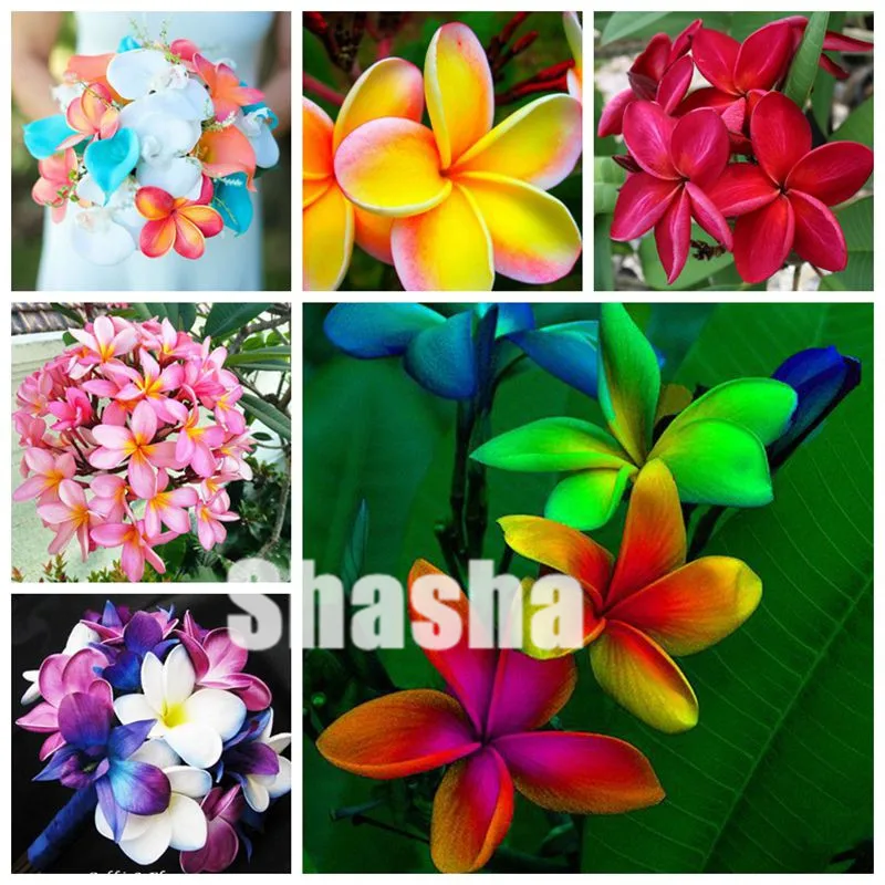 

100 Pcs Rare Japanese Style Plumeria bonsai Outdoor Bonsai Flower plants, Perennial bonsai plant for home and garden planting
