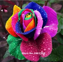 GGG Free shipping 100 PCS Beautiful Flower Rainbow rose seed Rose Seeds bonsai garden plants