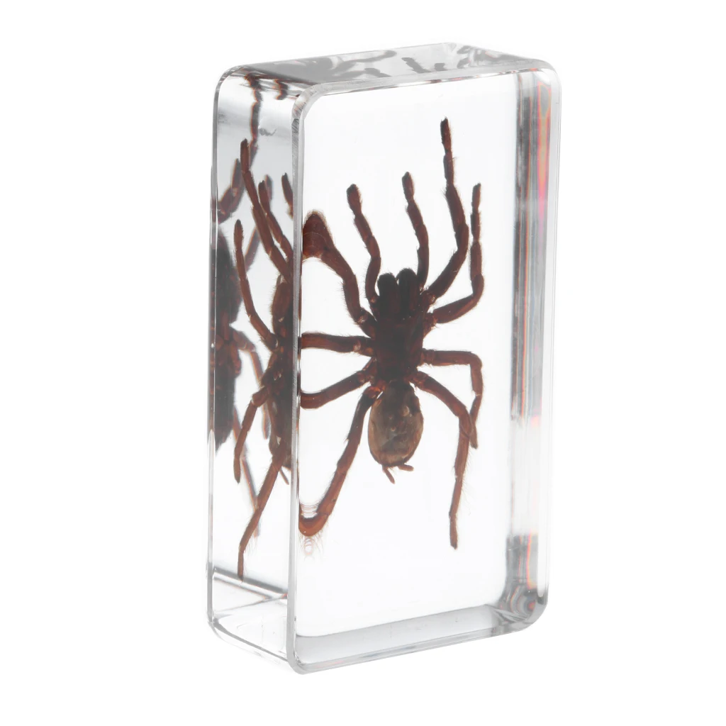 Образец насекомых креативный пресс-папье коллекция подарок-черный паук