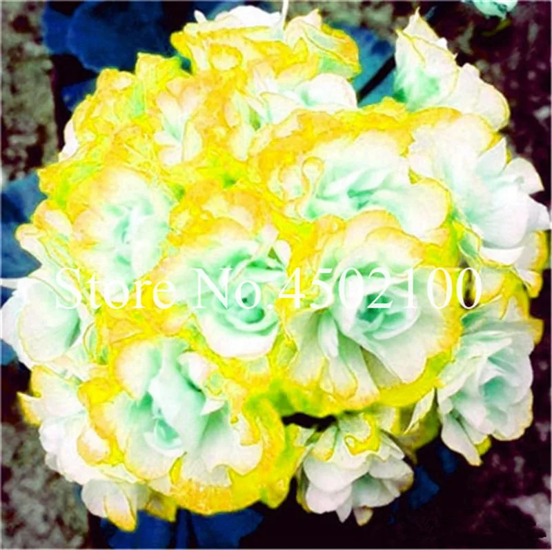 110 Pcs Colorful Geranium Bonsai Plantas Perennial Bonsai Flower Pelargonium Peltatum Flores Potted Geranium For Home Garden