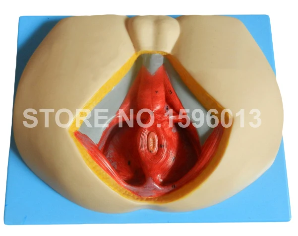 A15112 Male Perineum model (8)