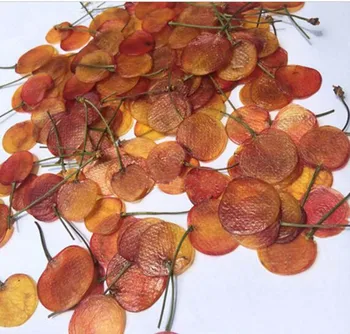 

10pcs Dried Pressed Exopy Yellow Cherry Slices Plant Herbarium For Jewelry Photo Frame Phone Case Craft DIY Making Accessories