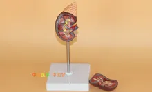 

Human kidney Anatomical Model Urology 23*10.5*6.5cm free shipping