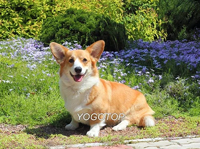YOGOTOP 5D Diy Алмазная вышивка крестиком Пемброк вельш корги собака полная мозаичная картина полная Алмазная вышивка QA284 - Цвет: Светло-серый