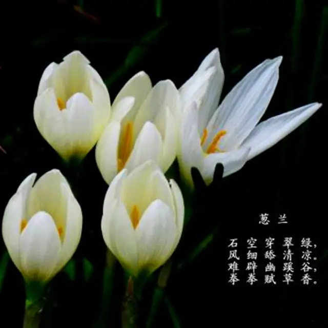 Zephyranthes Candida Seed, Onion Orchid Seeds, 100pcs/pack