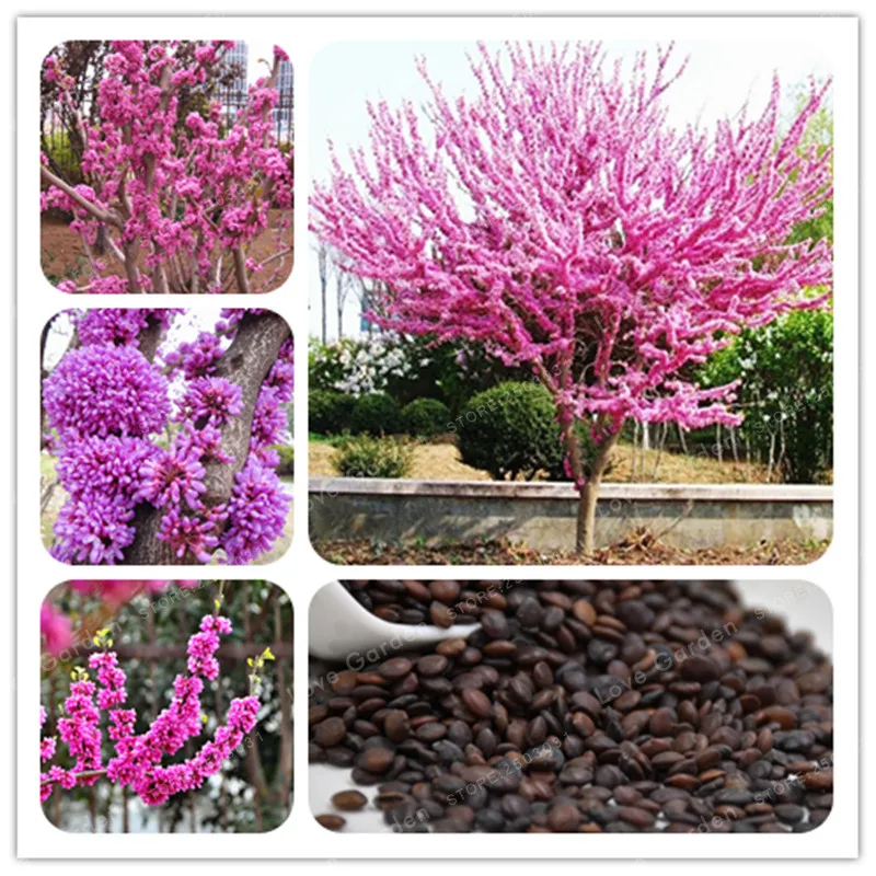 

50 Pcs/Bag Bauhinia plant Cercis Chinensis Bonsai Flower plant Chinese Redbud Tree Bonsai Nature Potted Plants For Home Garden