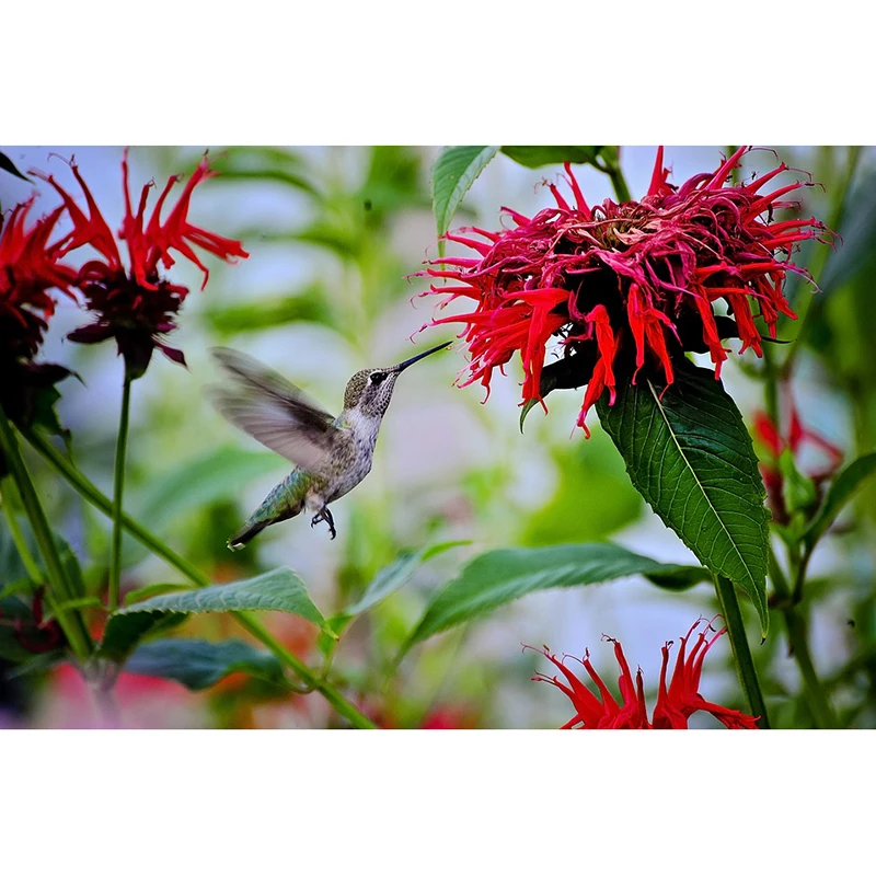 nature-3331691_960_720