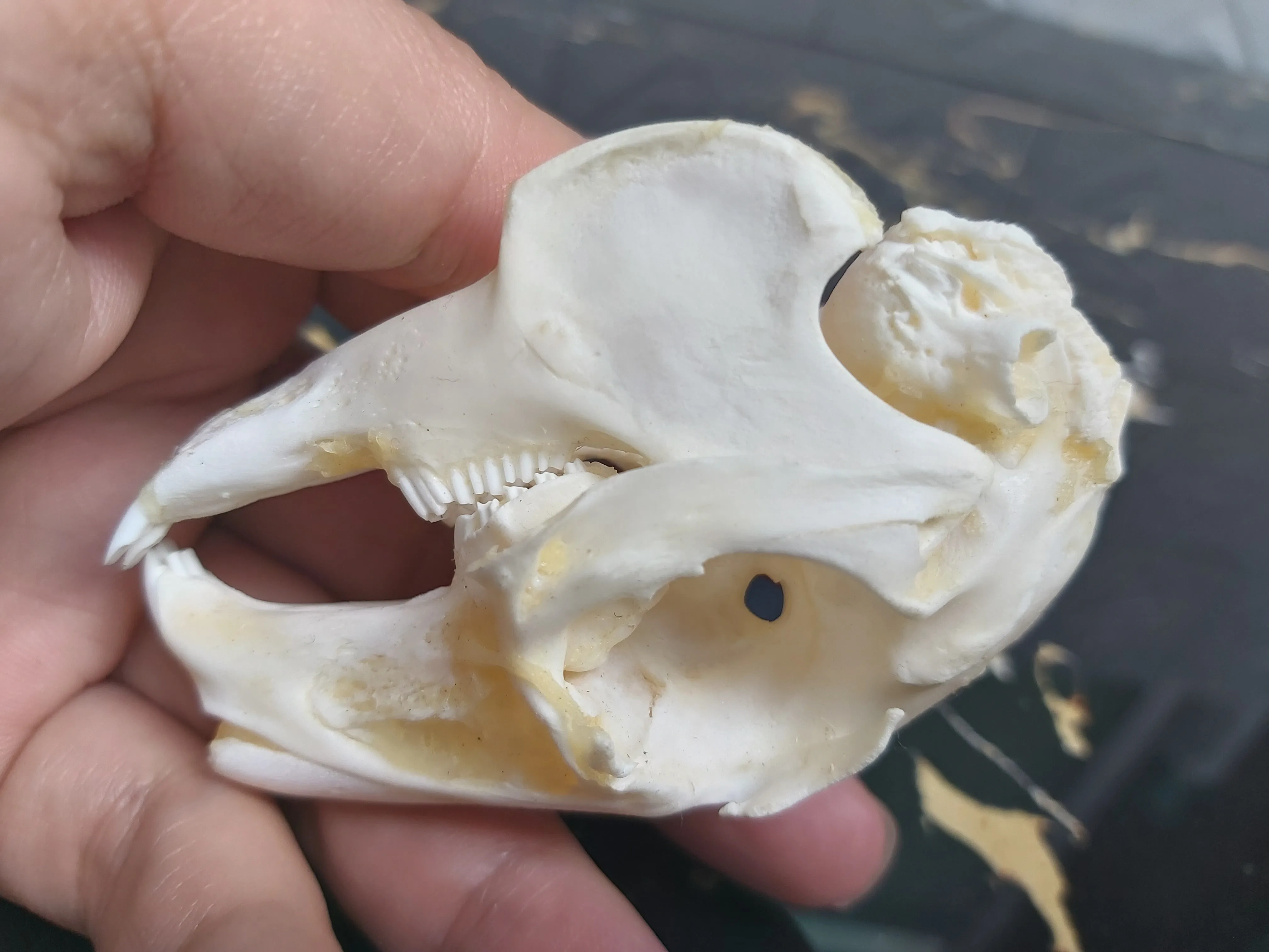 

3inch 8cm Real BigRabbit Skull Skeleton Information Education Taxidermy Study Mounted Ram Tibetan Craft animal skull Bone
