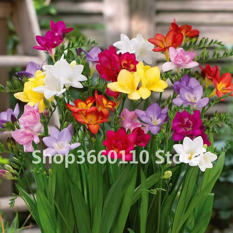 

100 pcs/bag Seedsplants Freesia Plant, Freesia Flower Freesia Bonsai Flower Bulbs Flowers Orchid Freesia Rhizome bulbous flowers