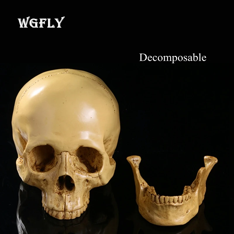 

Decomposable medical skull 1:1 resin skull crafts personality ornaments office bar decoration demon skull 26x24x19cm weight 650g