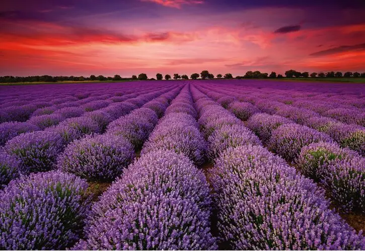 

Lavender flower field The wooden puzzle 1000 pieces ersion paper  jigsaw puzzle white card adult children's educational toys