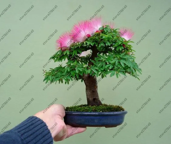 20 pcs Albizia (Acacia) Julibrissin Tree (mimosa/persian Silk Tree) Mini Potted Bonsai Flower ,diy Home Miniature Garden plant