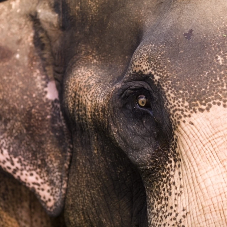 Close Up Of Elephant Poster Print (36 x 26)