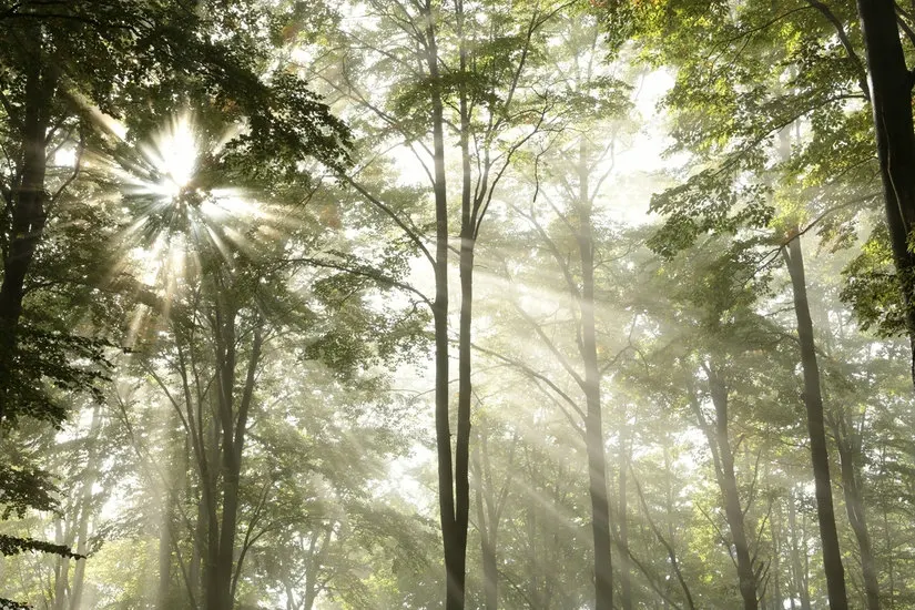 51 Forest Tree Rays of Light - Large Wall Mural, Self-adhesive Vinyl Wallpaper, Peel & Stick fabric wall decal