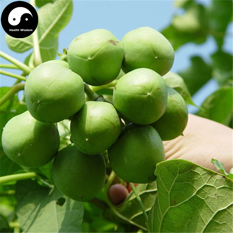 

Buy Jatropha Carcas Tree Semente 30pcs Plant Purging Nut Tree For Ma Feng Shu