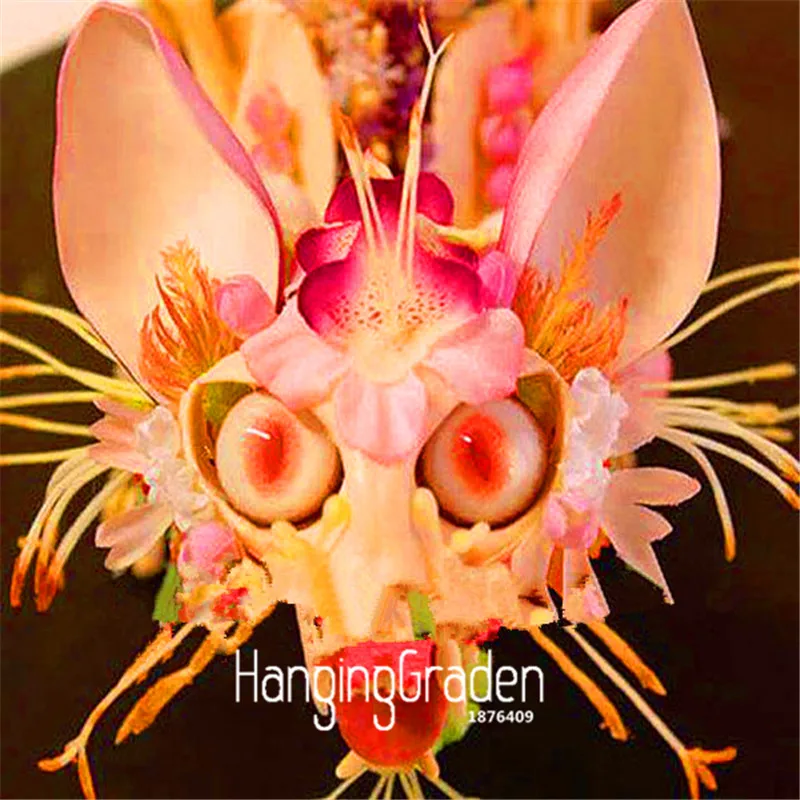 

Hot Sale! 100 Pieces/Lot Japanese monkey face orchid Flores DIY home garden plants pot bonsai flowers Plantas