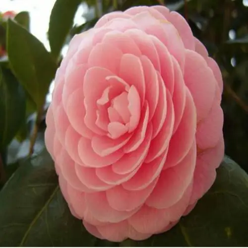flores jardim perenes:camélia flores grandes, Verde de, Casa e jardim rico flores perenes flores jardim perenes:camélia flores grandes, Verde de, Casa e jardim rico flores perenes