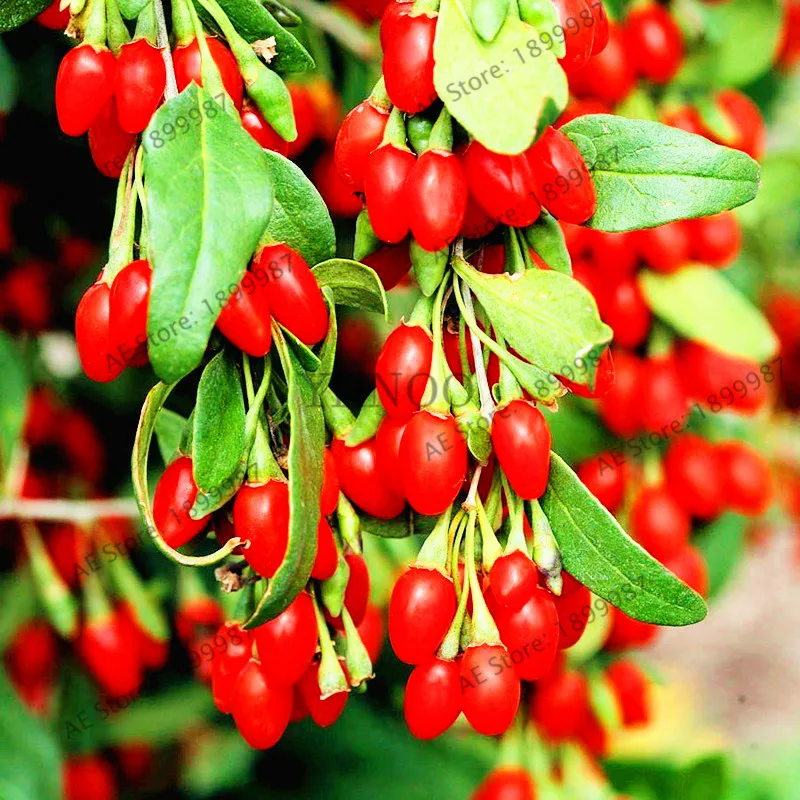 

100pcs/bag Black Goji Berry Wolfberry Fruit Bonsai for Home Garden Plant,High nutrition sweet Naturally organic fruit Plantas