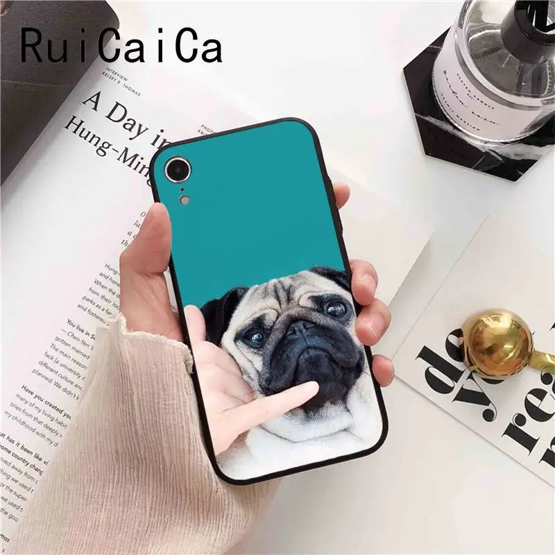 Animal Cute Pug Dog
