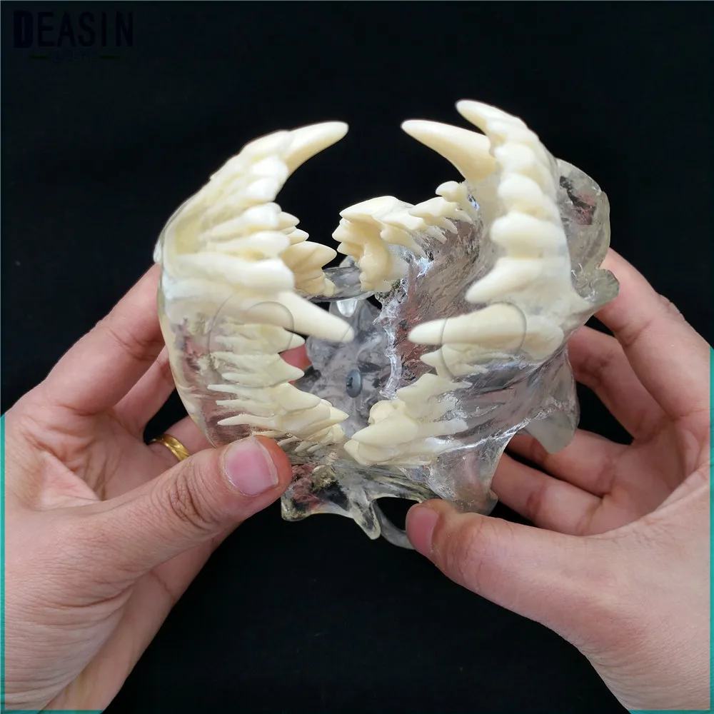 Обучающая ветеринарная модель животных образцы собака Стоматологическая модель зубы собаки череп челюсти кости прозрачный раствор строгания