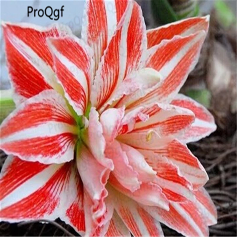 Ngryise 3 шт. набор Amaryllis лампочки True Hippeastrum rutilum