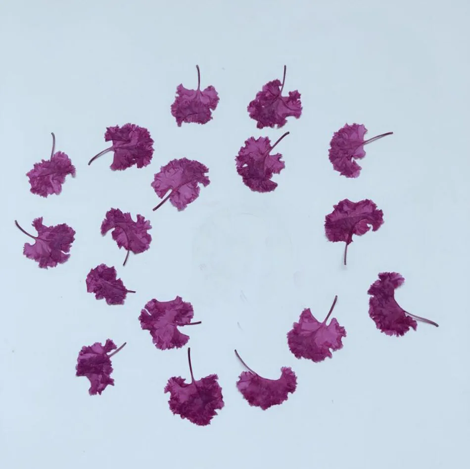 

100pcs Pressed Dried Natural Lagerstroemia Indica L. Flower Plants Herbarium For Jewelry Phone Case Frame Postcard Bookmark DIY