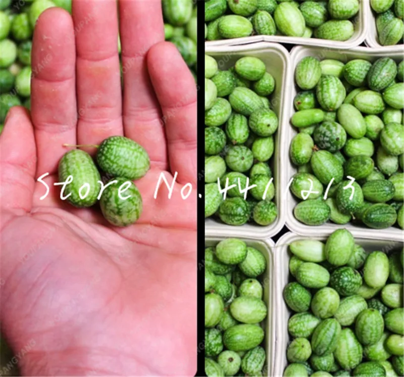 

30 Pcs Super Mini Watermelon bonsai Perennial Delicious Fruit plant Healthy Organic Vegetable Fruits Bonsai Plant Home Garden