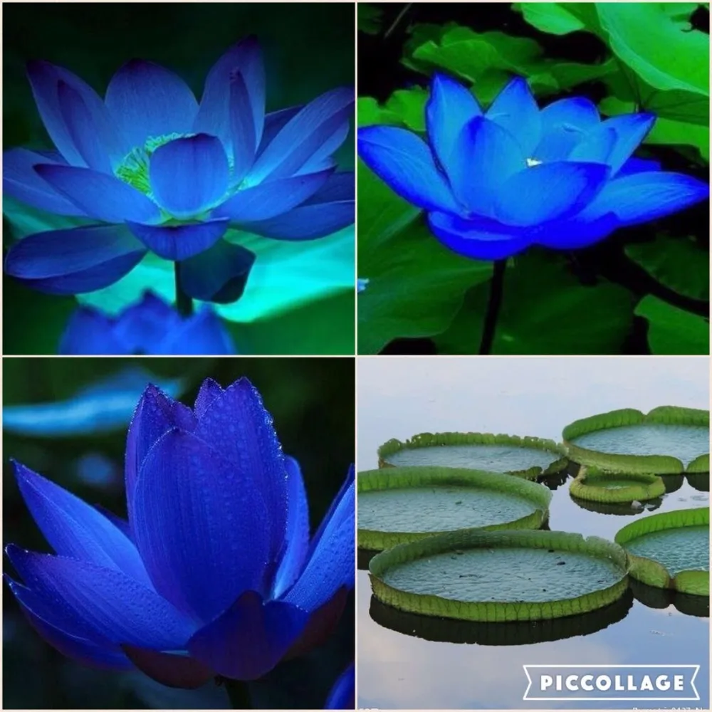 Bonsai BLUE LOTUS SEEDS Nymphaea Caerulea Asian Water Lily Pad flower pond seeds garden