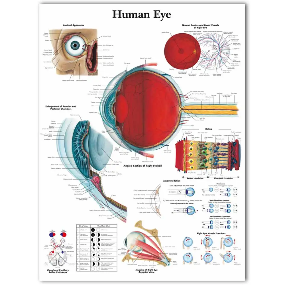 Billige WANGART Anatomischen Funktion Menschliche Auge Diagramm Kunst Poster Drucken Körper Karte Leinwand Wand Bilder für Medizinische Bildung Wohnkultur