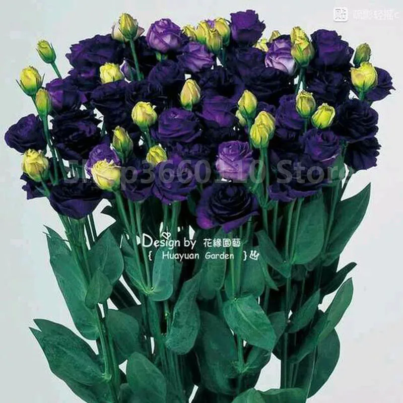 

flores para jardim Fresh Eustoma grandiflorum flores 100pcs Flowers plantas Lisianthus Home Garden Bonsai Plants Seedsplants