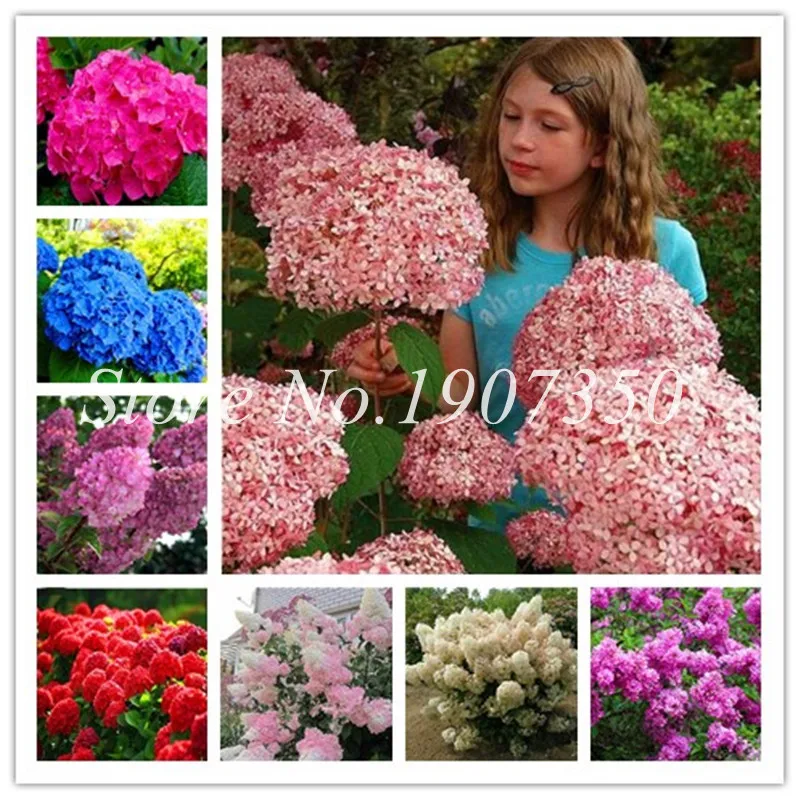 

30 Pcs Bonsai Mixed Hydrangea Paniculata Vanilla Fraise Strawberry Hydrangea Bonsai Flower Climbing Plant For Home Garden