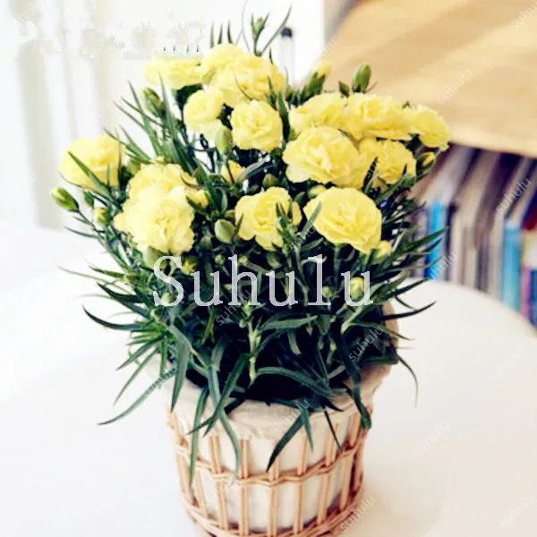 New Arrival! Rare Mini Carnations Bonsai Flowers Dianthus Caryophyllus Flowers Bonsai For Home Garden Plant Mom Gift 100 Pcs New Arrival! Rare Mini Carnations Bonsai Flowers Dianthus Caryophyllus Flowers Bonsai For Home Garden Plant Mom Gift 100 Pcs