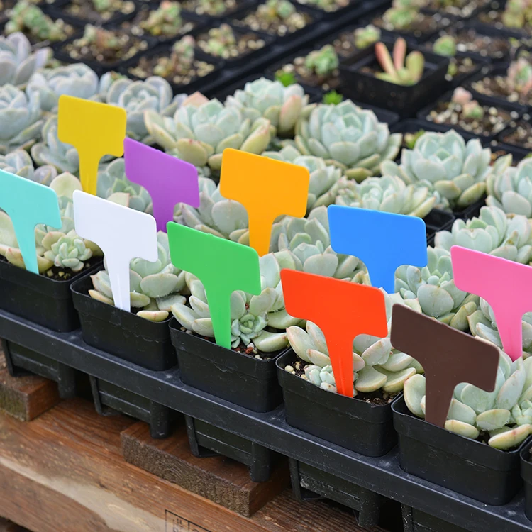 

100 pcs Gardening label, succulent flower signage, thick T-shaped potted card