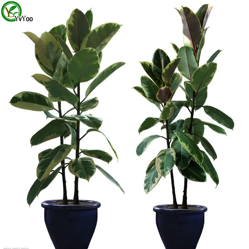 tree plant buy wholesale rubber tree plant from china rubber tree plant buy wholesale rubber tree plant from china rubber
