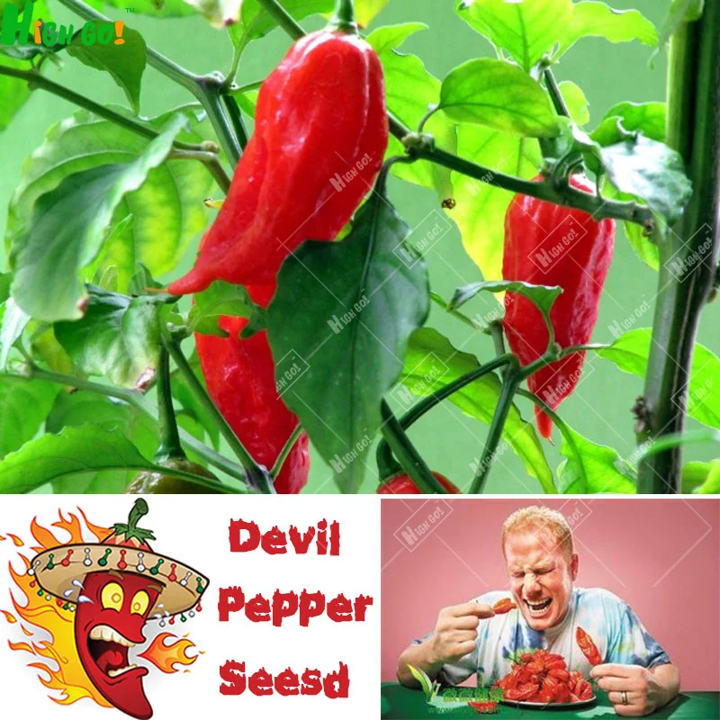 Devil chilli seeds,Vegetable bonsai Diy Potted Plants, Indoor / Outdoor