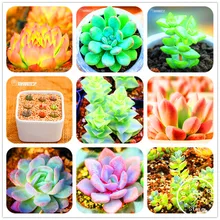 Sale Promotion!10pcs 99 Kinds to choose Lithops Seeds Succulents Seeds Pseudotruncatella Bonsai Flower Seeds,#AAAAA