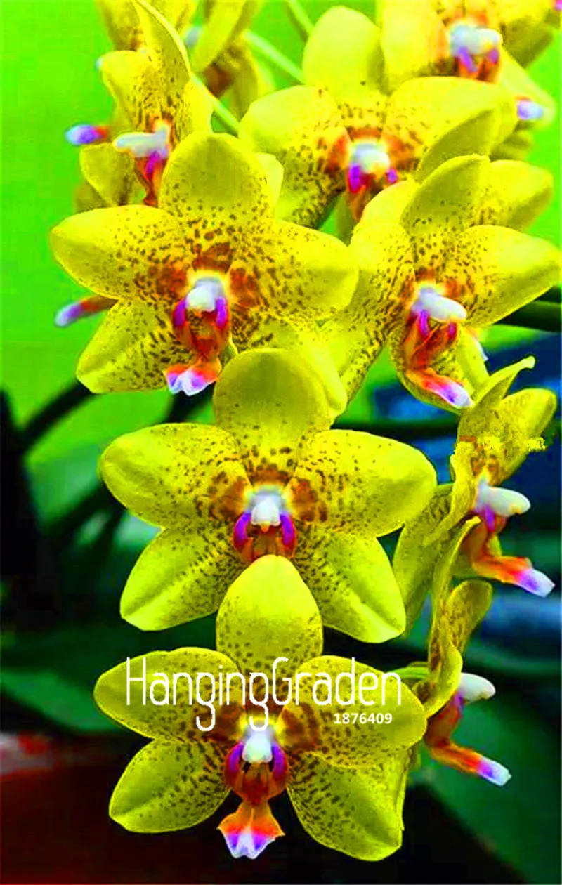 Самые низкие цены! 100 шт./пакет Орхидея Цимбидиум flores, бонсай растения, растения для дома и сада