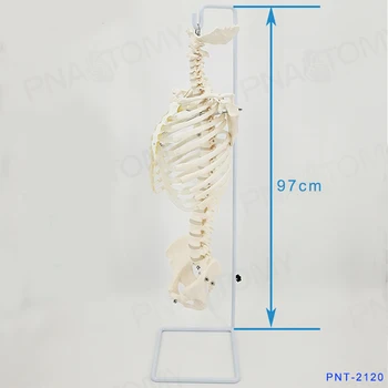 

Human spine mode lspine skeleton spine 1:1 cervical vertebra rib pelvis model