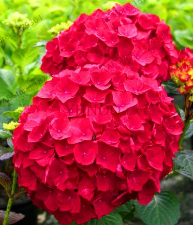 Подлинный! 20 шт Гортензия бонсай многолетний цветок Флорес Красивая Свадебная вечеринка цветочное растение для дома и сада,# GPMUPJ - Цвет: 3