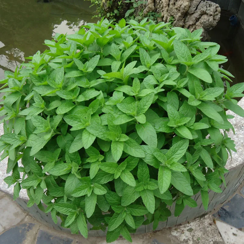

Mint Superior for Herbal Tea Has Radioprotective Effects 300 Particles / lot DIY Home Garden
