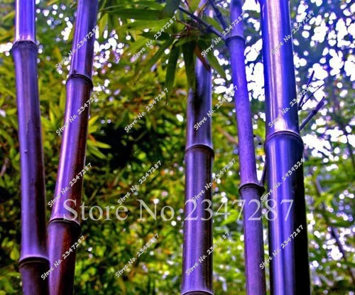 

20 PCS Wholesale Fresh Bamboo Seedsplant Shichiku Multicolor Moso Bambu Home Garden Tree Plant Free Shipping