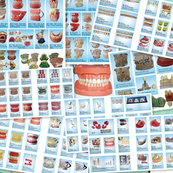 removable teeth model