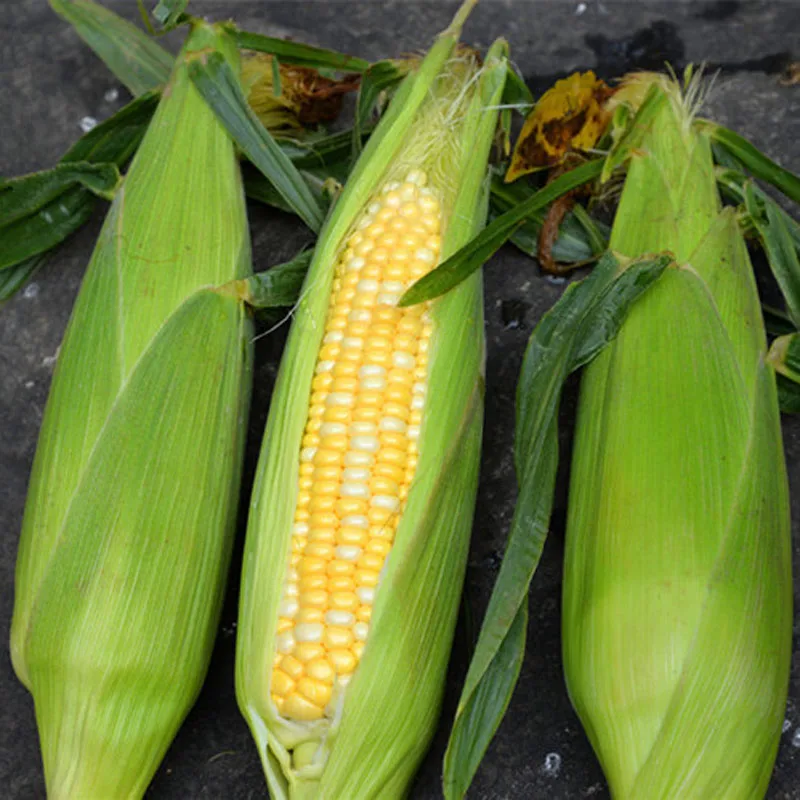 20 Pcs Home Garden Organic Very Sweet Yellow Corn Seeds Fruit And ...