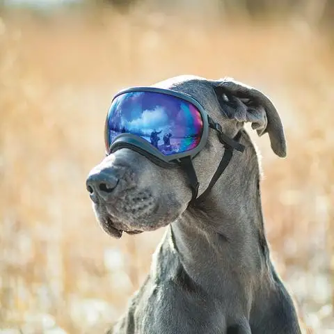 rex dog goggles